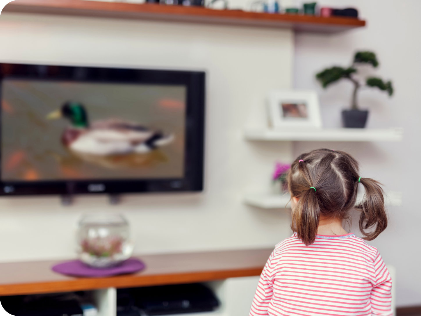 A young girl with brown hair pulled into two bunches on either side of her head, wears a pink and white horizontally striped top. The girl watches television in a living room. A mallard duck is pictured on television the screen.